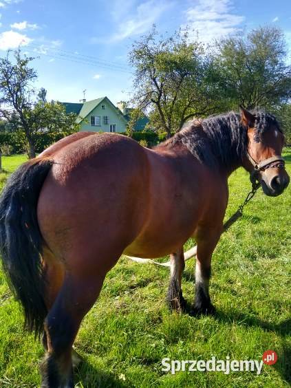 Sprzedam klacz Sędziszów Małopolski