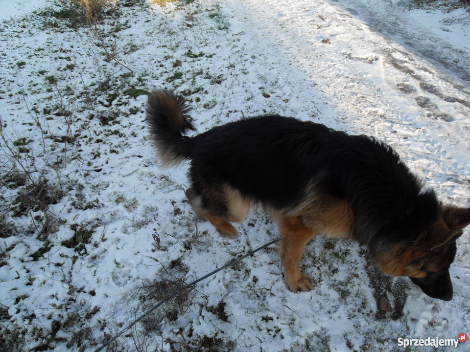Owczarek niemiecki Opole Lubelskie