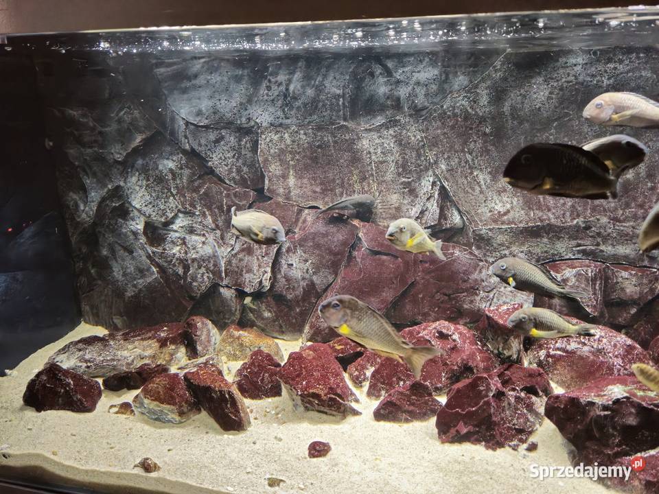 Akwarium z rybami WF Tropheus sp Crescentic Ryby Lesko sprzedam