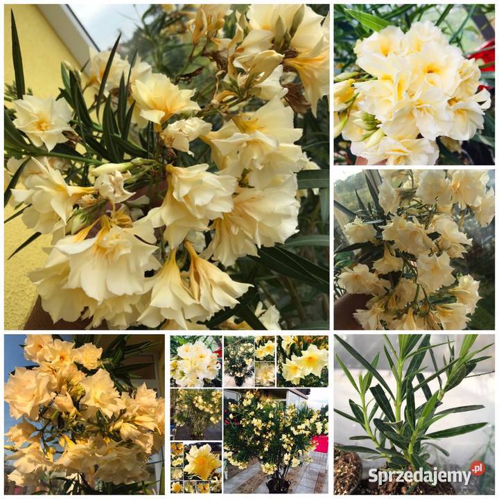 Oleander sadzonki kolor bananowy Skawina