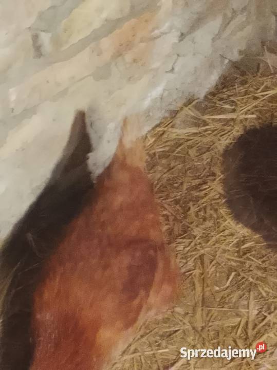 Kurki nioski młode wiejskie Lubiszyn sprzedam