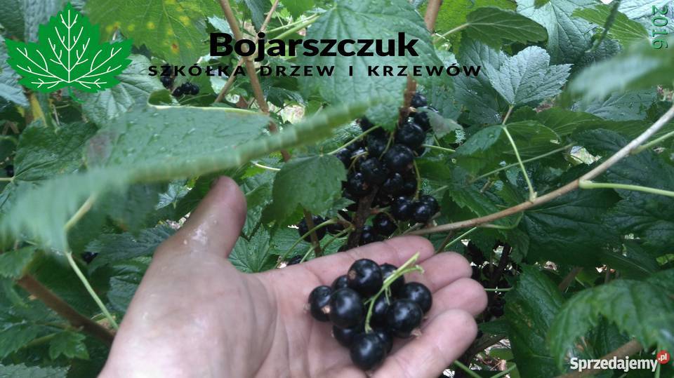 Sadzonki porzeczki czarnej TIHOPE licencja Stary Pożóg