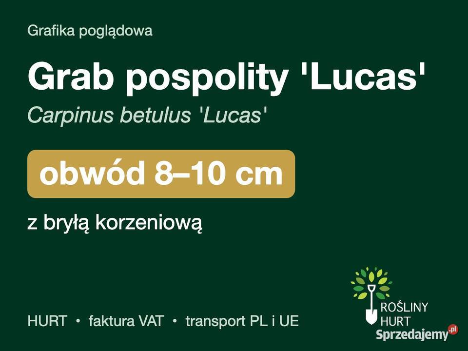 Grab pospolity Lucas obwód 810 z bryłą HURT wielkopolskie