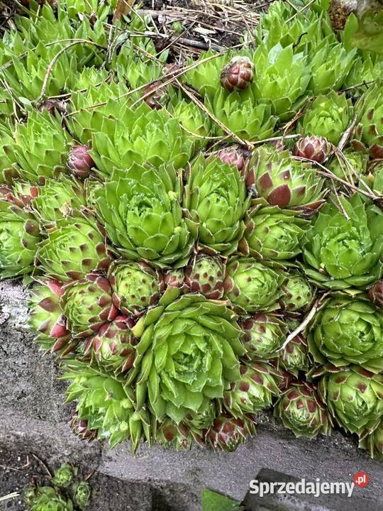 Rojniki Aleksandrów Łódzki