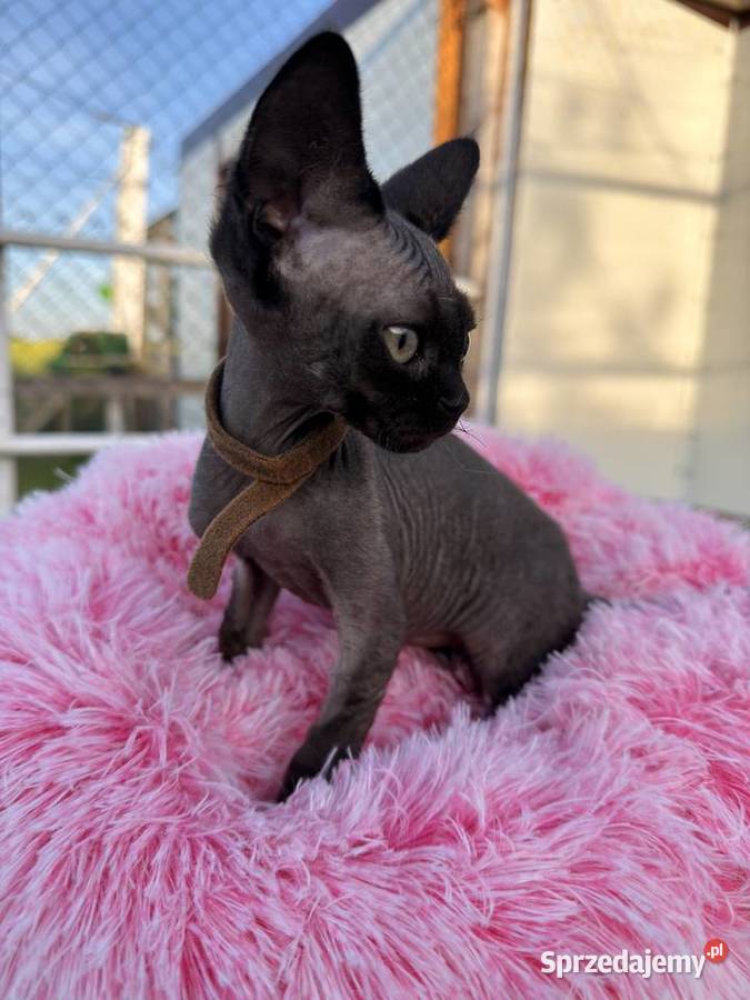 Devon Rex FPL kotka