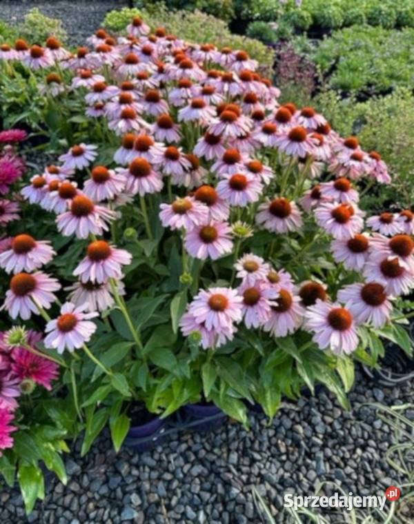 JEŻÓWKA SUNSEEKERS BLUSH sadzonki w doniczkach Ustronie