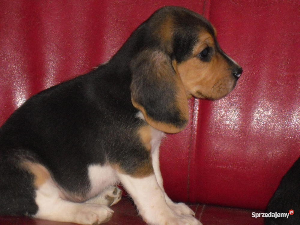 Beagle szczeniaki wielkopolska Śrem