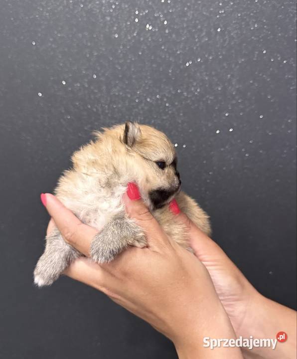 Szpic miniaturowy Pomeranian samiec MIŚ Szpic miniaturowy