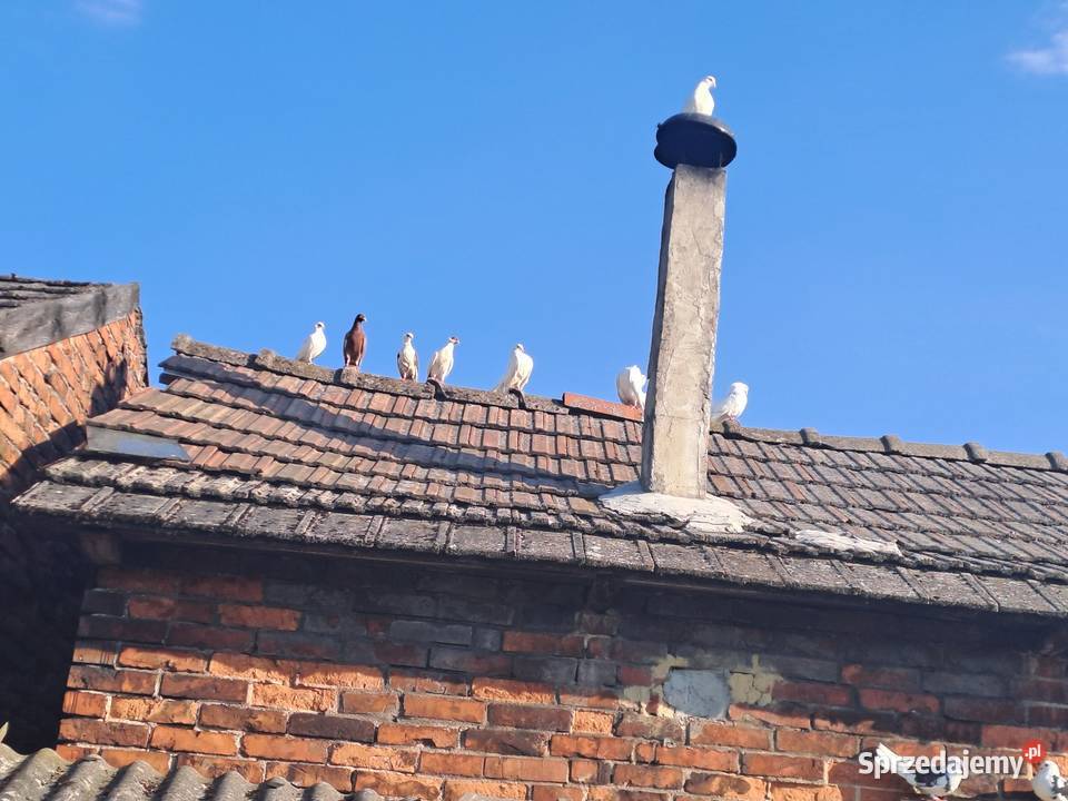 sprzedam gołębie Wawrzeńczyce