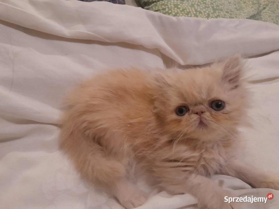 Kotka perska biszkoptowa Szyk