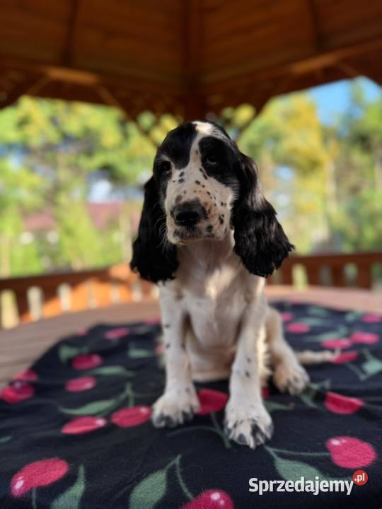 Cocker spaniel angielski Piesek Rodowód Psy Kielce