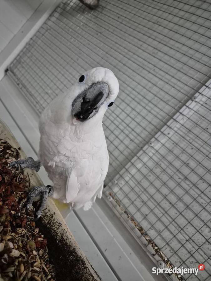 Kakadu Alba Rakoniewice