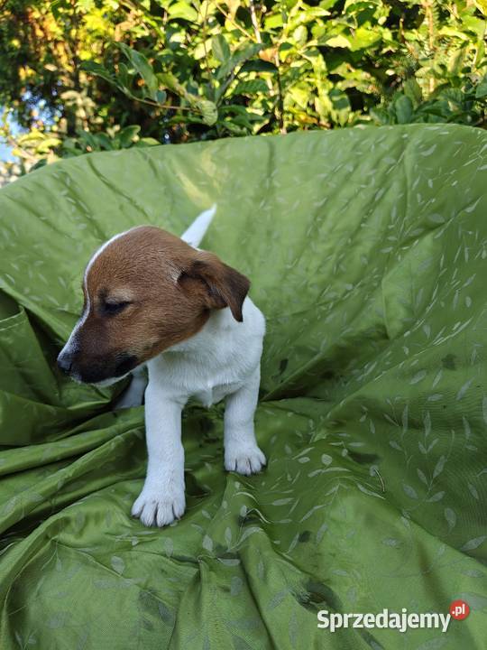 Wzorcowy Jack Russell terrier Doskonała budowa Krapkowice