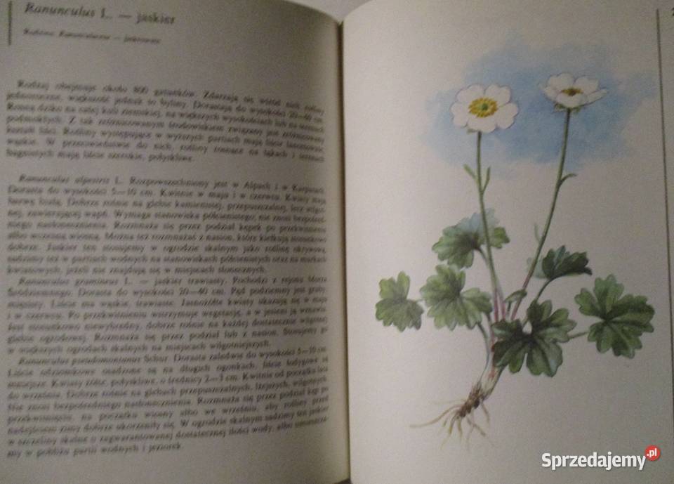 Rośliny skalne Kwiaty letnie Grzyby przyroda Łódź