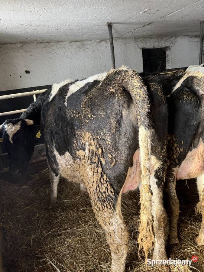 Jałowice wysokocielne Skrwilno