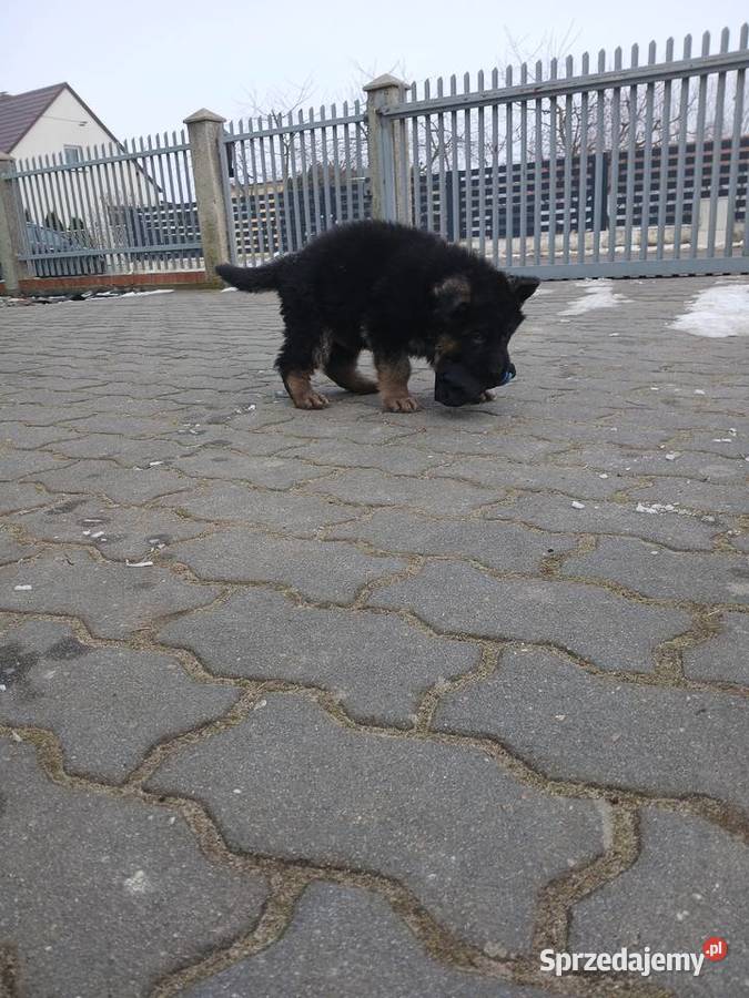 Sprzedam szczeniaka rasy owczarek niemiecki Konin