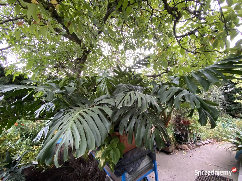 OGROMNA MONSTERA DELICIOSA ok 3 m kwitnąca i