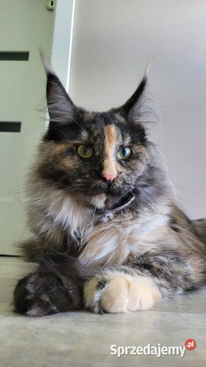 Kotka Hailey Maine Coon Szembruk