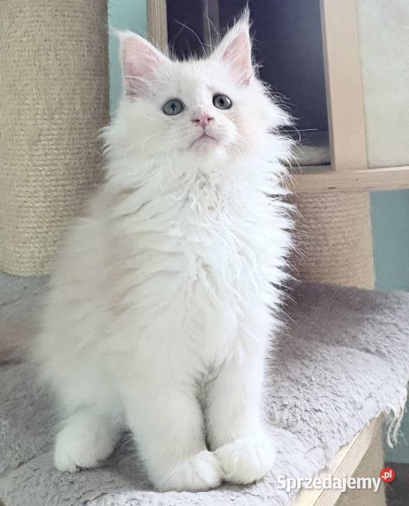Maine Coon Śliczna Nemezis dolnośląskie