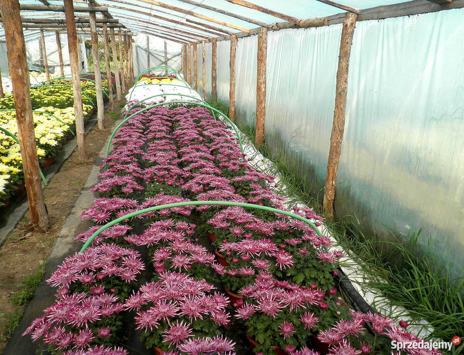 Sprzedam CHRYZANTEMY Rośliny świętokrzyskie Gierlachów