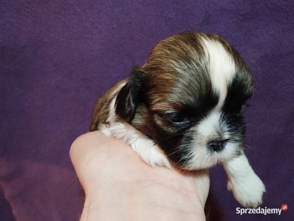 Shih TZU Shitzu łódzkie