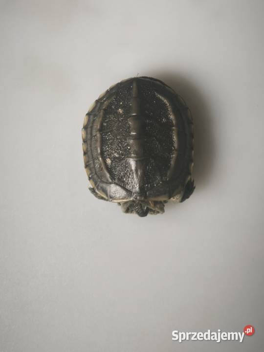 Żółw chiński I Inne odmiany żółwi wodno lądowych Wałbrzych sprzedam