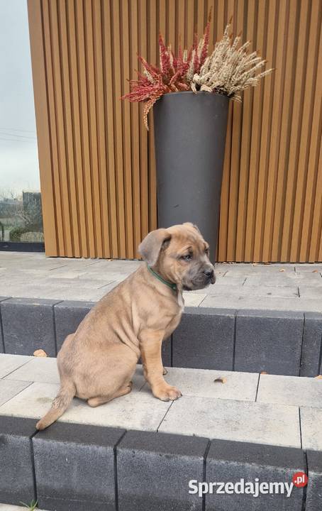 Cane Corso szczenieta rodowodowe błekitne i Bychawa