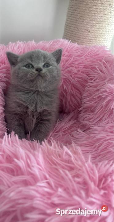 Kot brytyjski Lublin