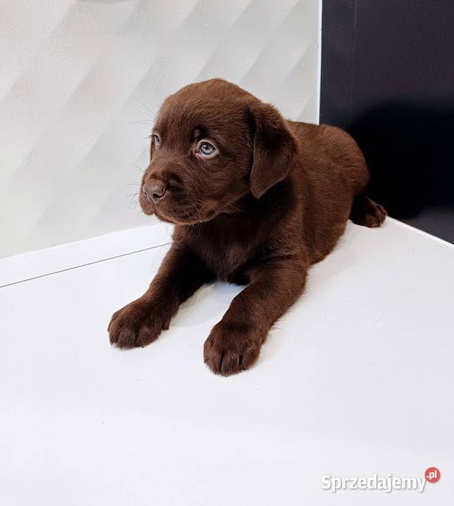 Labrador Retriever wielkopolskie Leszno