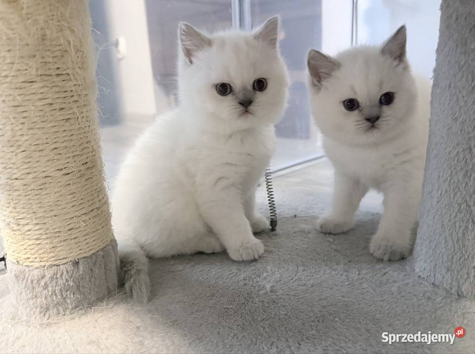 Kot brytyjski blue point dolnośląskie Twardogóra