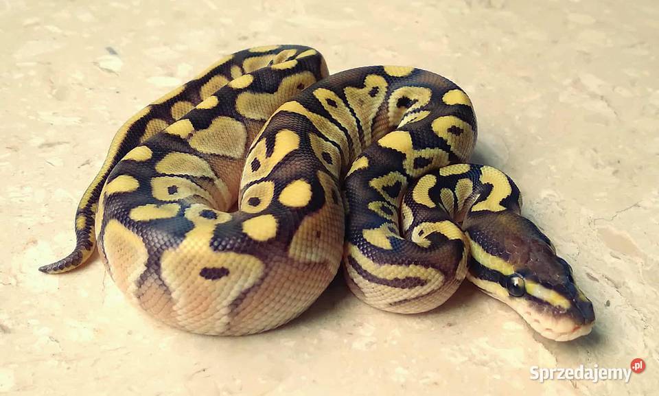 Wąż pyton królewski Python regius Enchi Lesser mazowieckie Warszawa