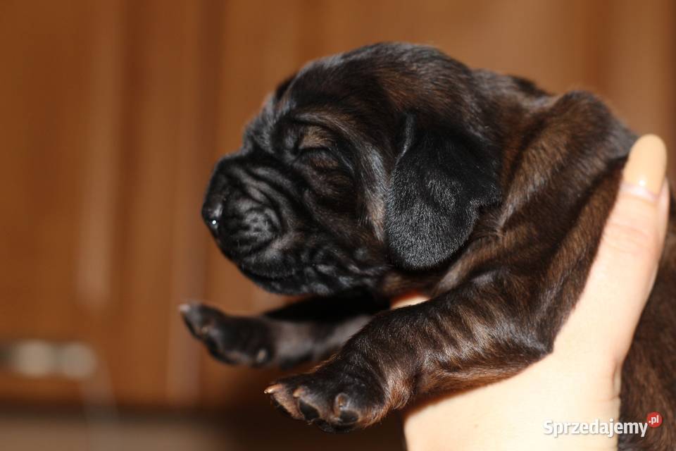 Posokowiec bawarski Strzeleczki