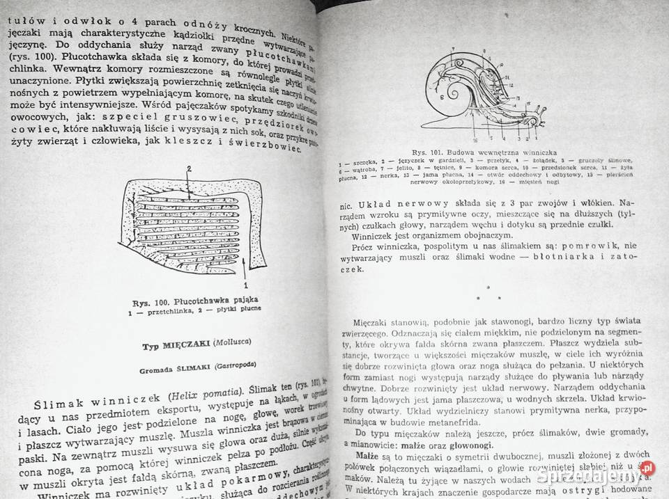 Repetytorium z biologii L Hausbrandt J Mazurowa Chełm