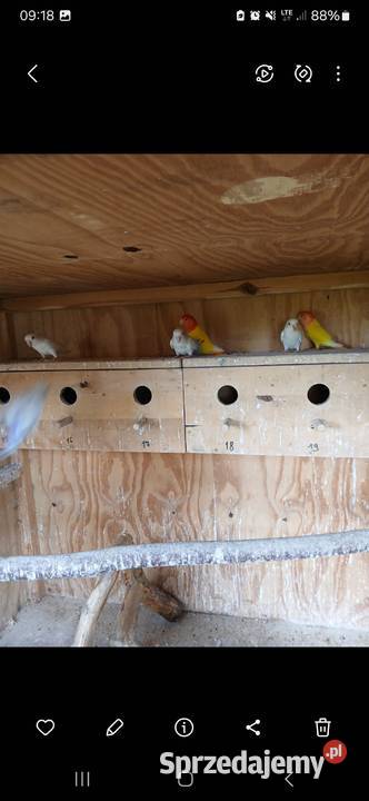 Sprzedam papugi nierozłączki