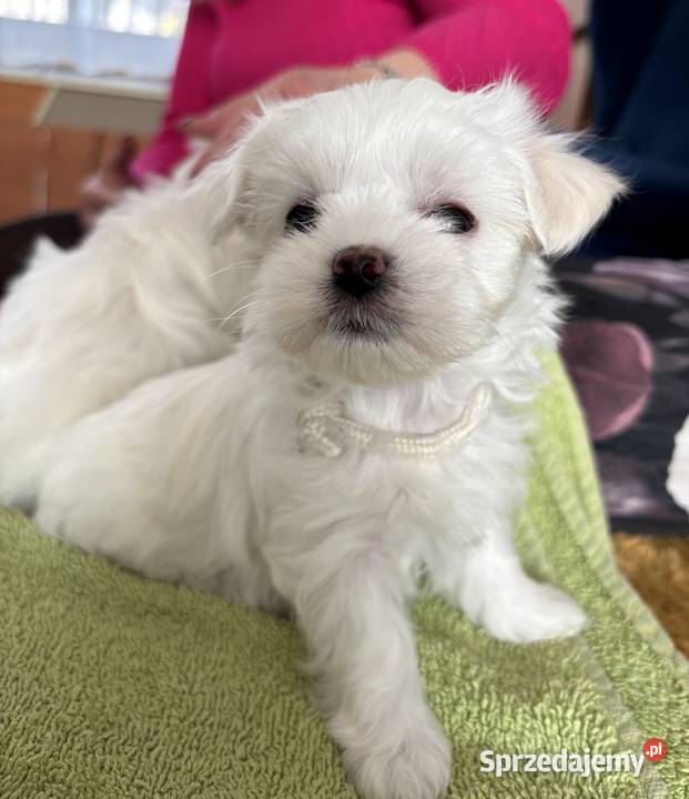 Cudowne maltańczyki Łódź