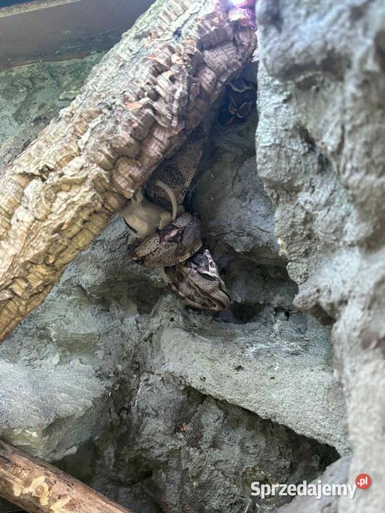 Wąż constrictor Tarnobrzeg