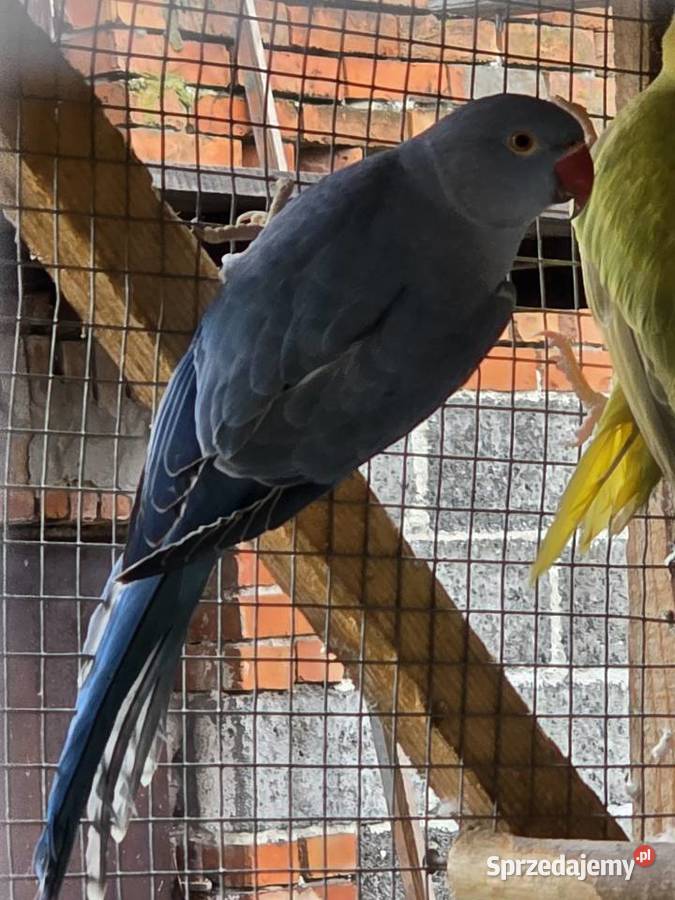 Papugi sprzedam małopolskie Proszowice