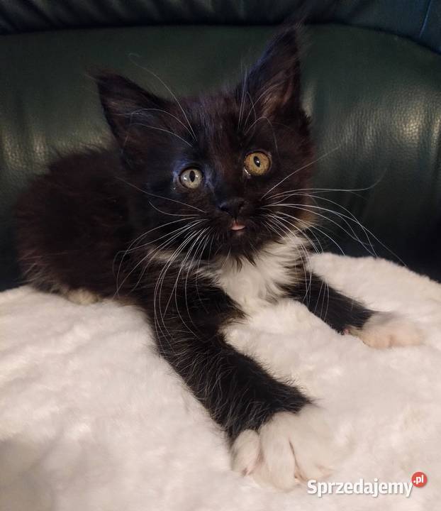 Cyrylka dziewczyna Maine coon wielkopolskie Dolsk