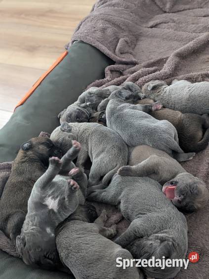 Szczeniaki Cane Corso mazowieckie Wiskitki