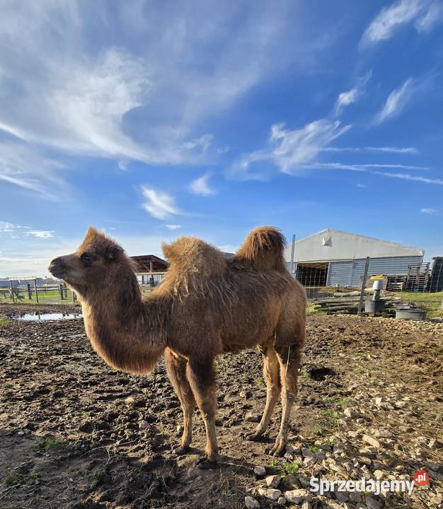 Wielbłąd dwugarbny samica z 2025r Poczesna