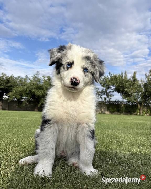 SZCZENIAK BORDER COLLIE sprzedam