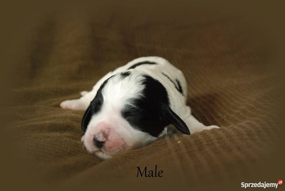 Szczenięta Springer Spaniel Angielski ZKwP wielkopolskie Golina sprzedam