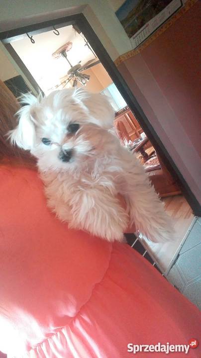 Maly Slodki Maltanczyk Żywiec sprzedam