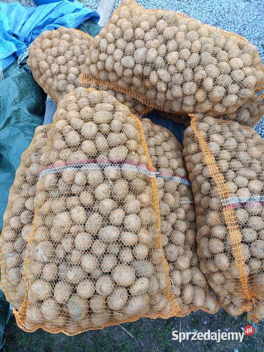 Ziemniaki większy sadzeniak 200 Denar Łask