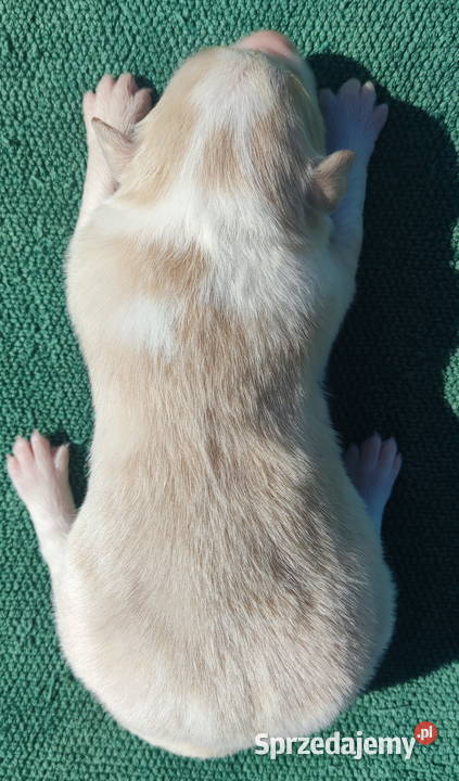 Pies eered BORDER COLLIE pełna dok REZERWACJE Pozostałe Iwonicz
