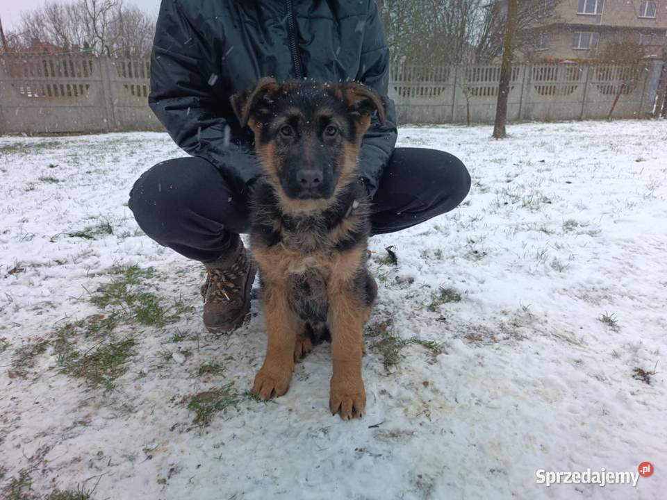 Owczarek niemiecki długowłosy