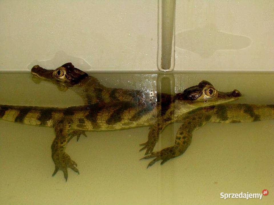 Sprzedam młode Kajmany okularowe Caiman Zwierzęta Katowice