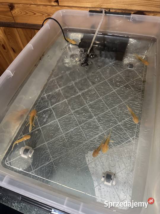 Aksolotl Axolotl Salamandra Meksykańska Płaz Kępno