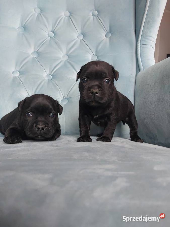 Staffiki Staffordshire buulterier małopolskie Wieliczka