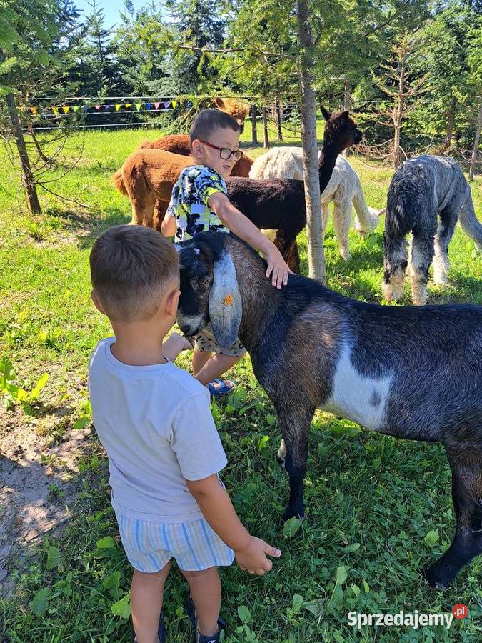 Roczny kozioł anglonubijski sprzedam zamienię